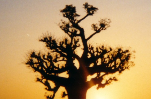 Baobab