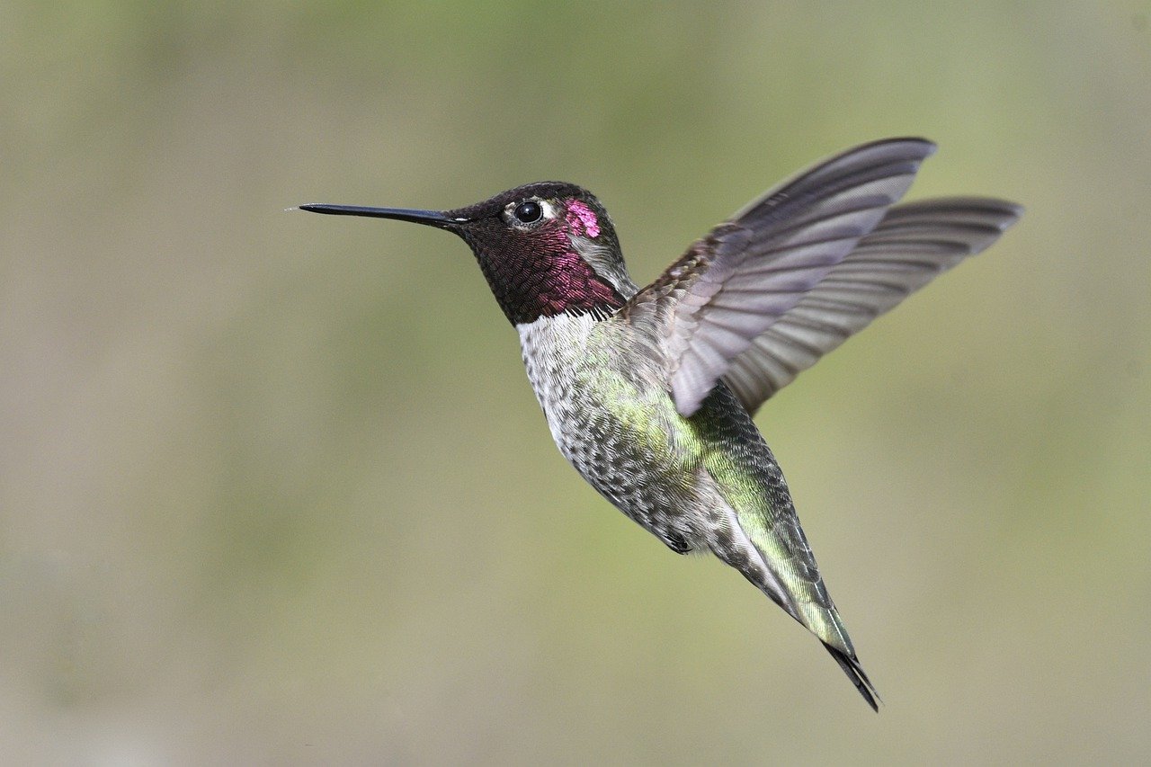 anna's hummingbird, flight, hummingbird