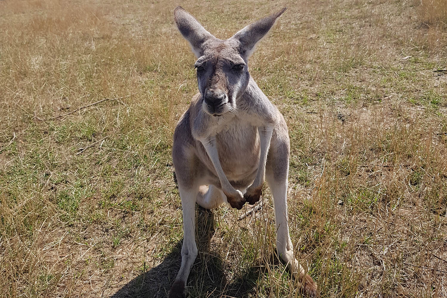 2 Australia